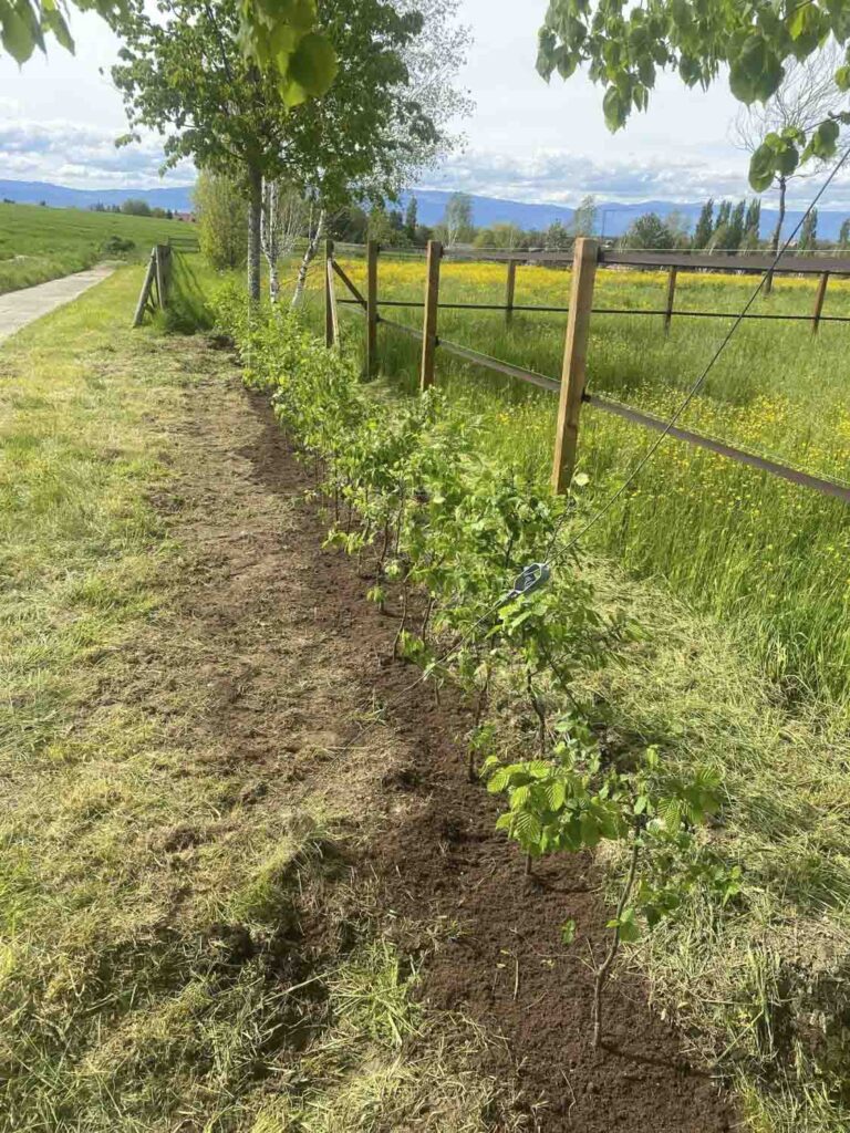 Jardinier_paysagiste_Vaud_Frustini_espace_vert_69_1